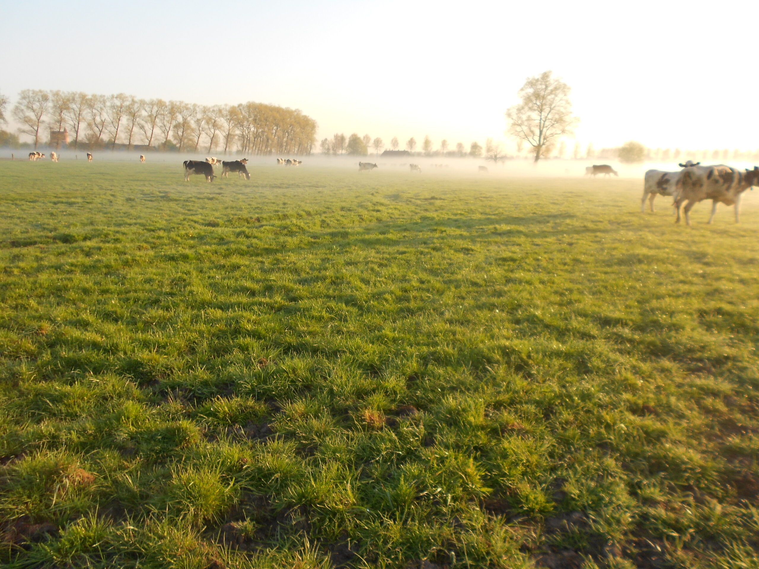 Omgeving - De Grote Linde